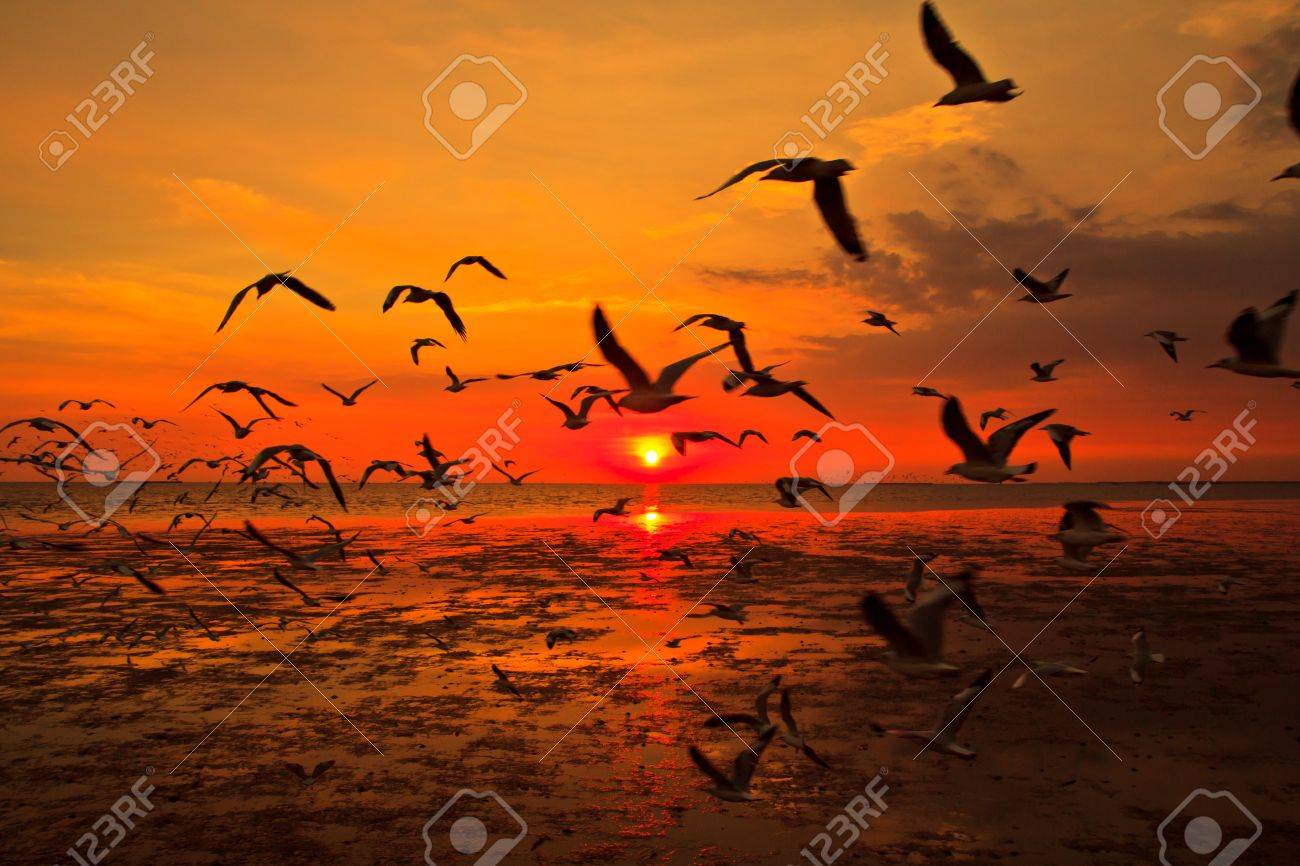海で夕日を飛んで多くのカモメの写真素材・画像素材 Image 17144220