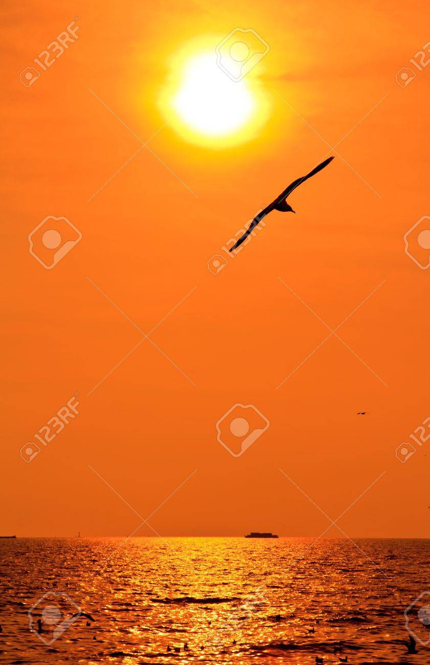 海で夕日を飛んで多くのカモメの写真素材・画像素材 Image 17144880