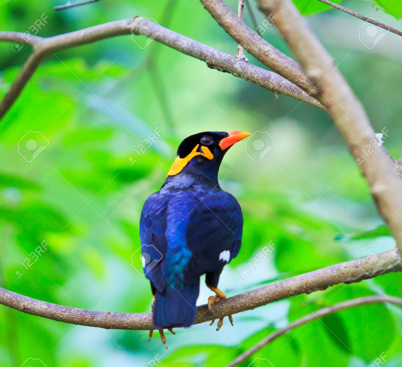 myna bird price