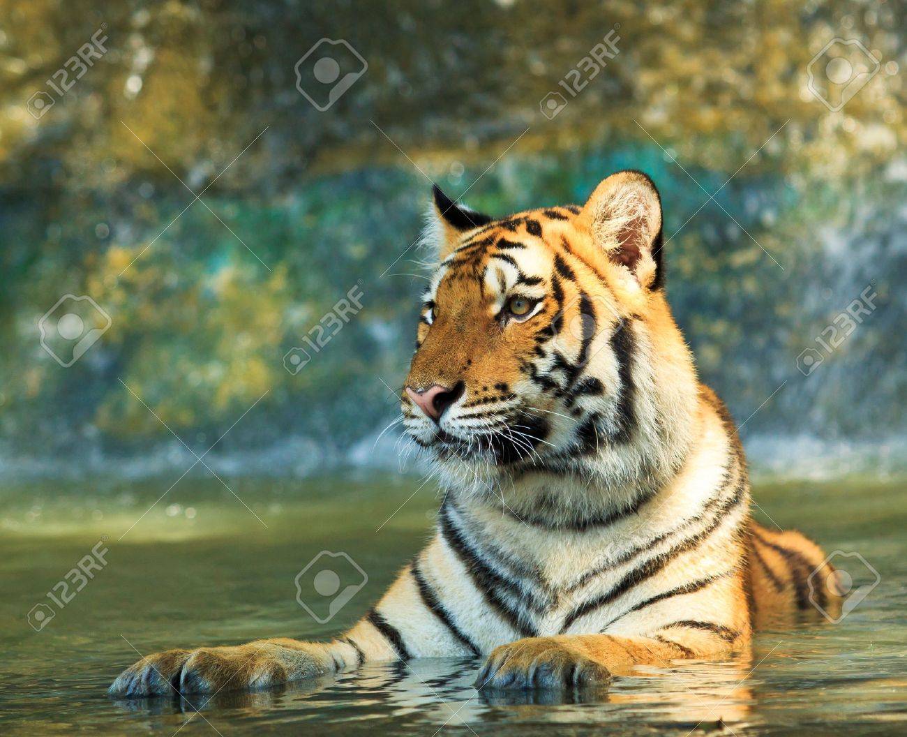 etiam-dictum-ipsum-a-felis