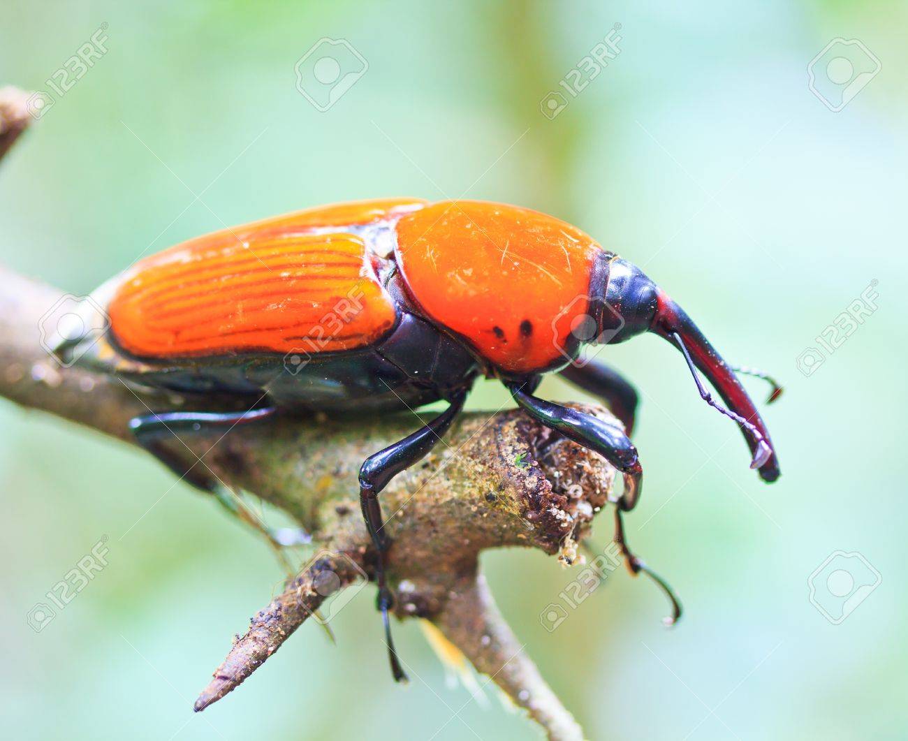 Orange Beetle Insects In Tropical Forests Thailand Stock Photo, Picture And  Royalty Free Image. Image 21865647.