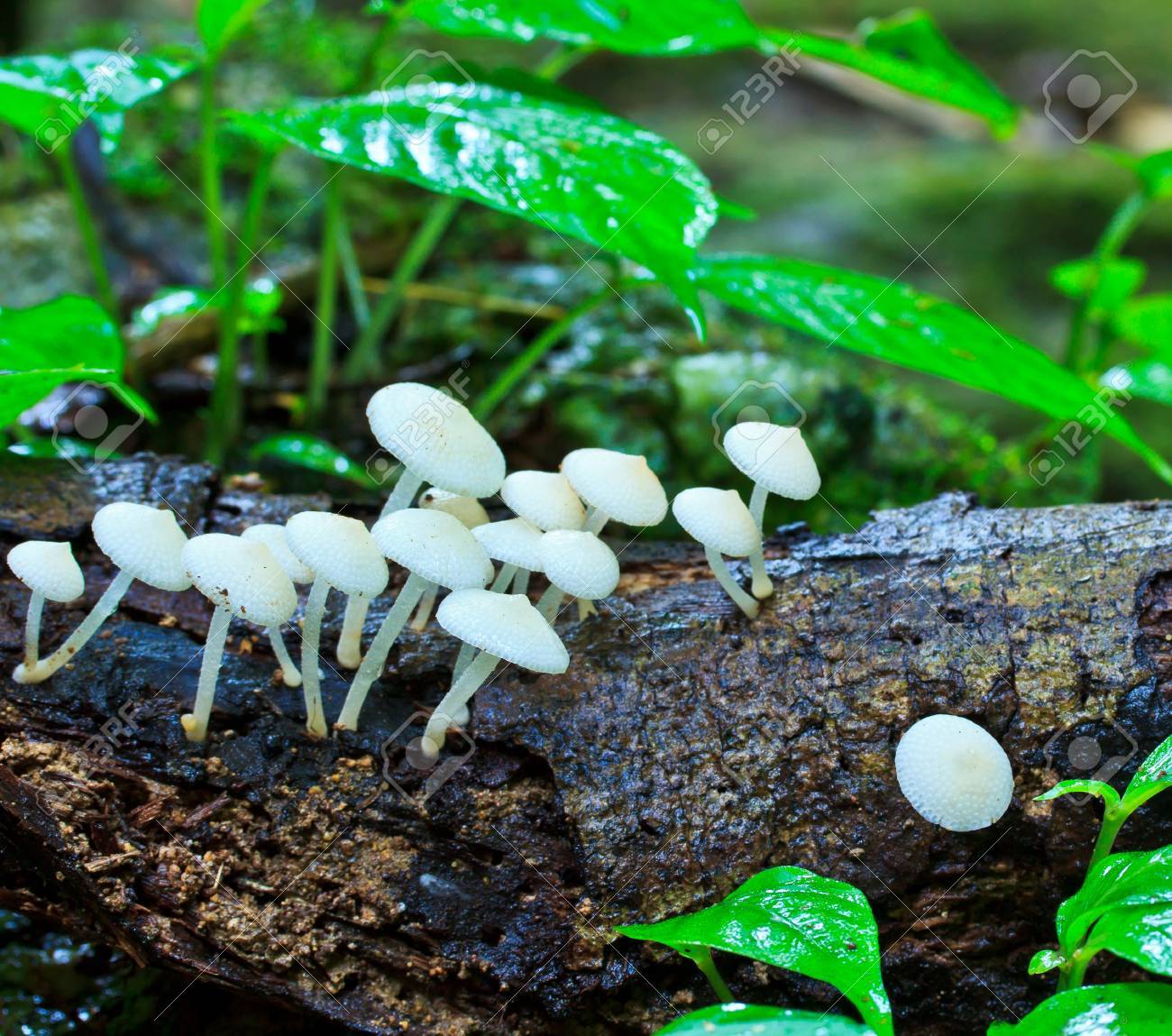 HTD Rain Mitt Forest あつかえ Mushroom SM