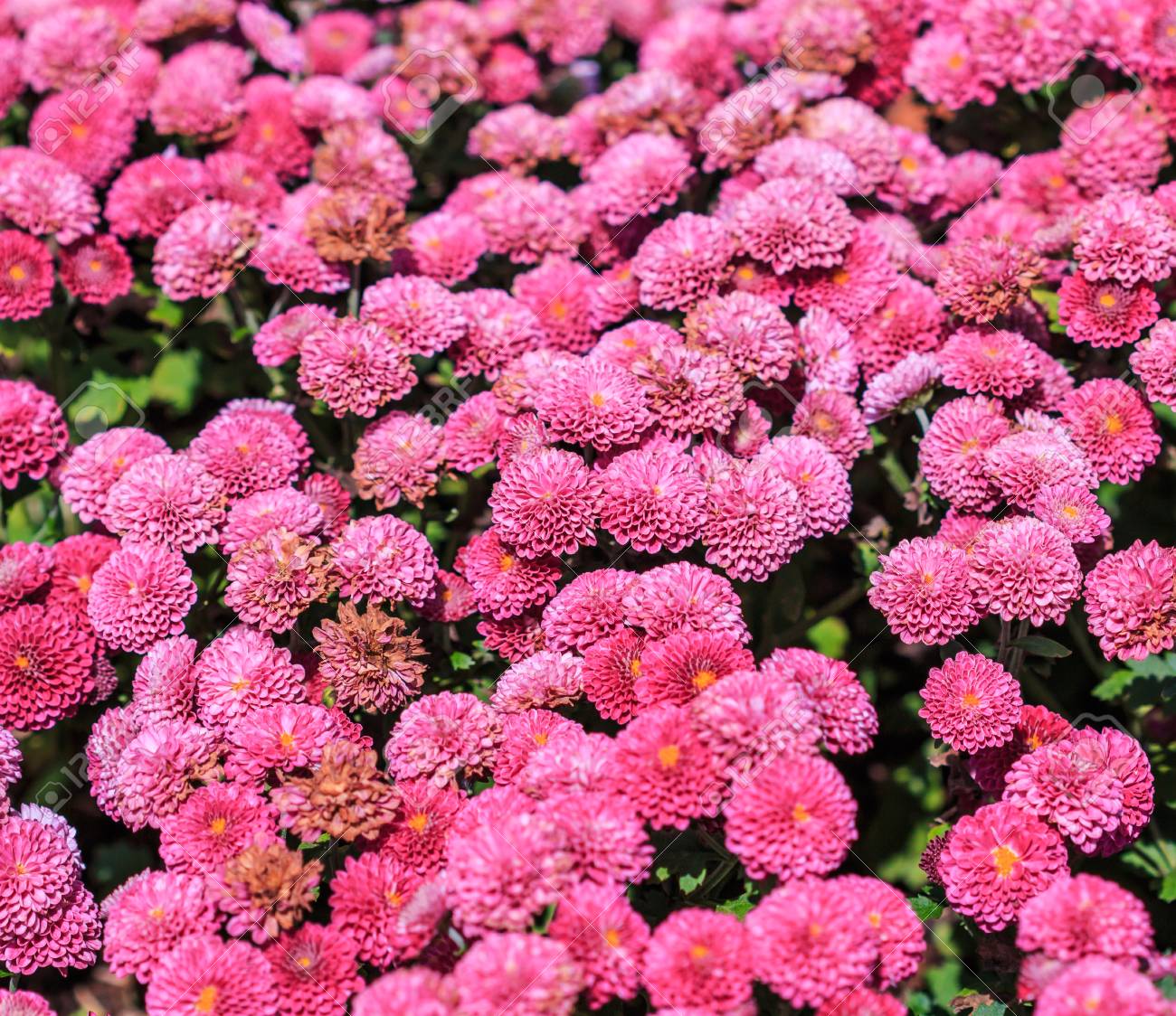 ピンク菊 の写真素材 画像素材 Image ピンク菊 の写真素材 画像素材 Image