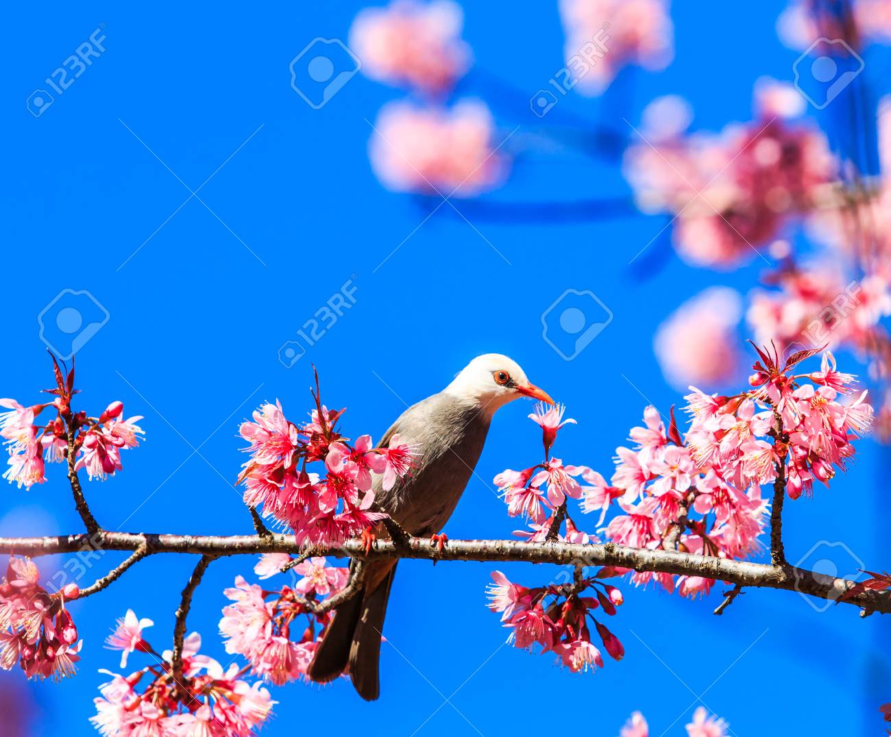 桜とさくら White-headed ヒヨドリの鳥の写真素材・画像素材