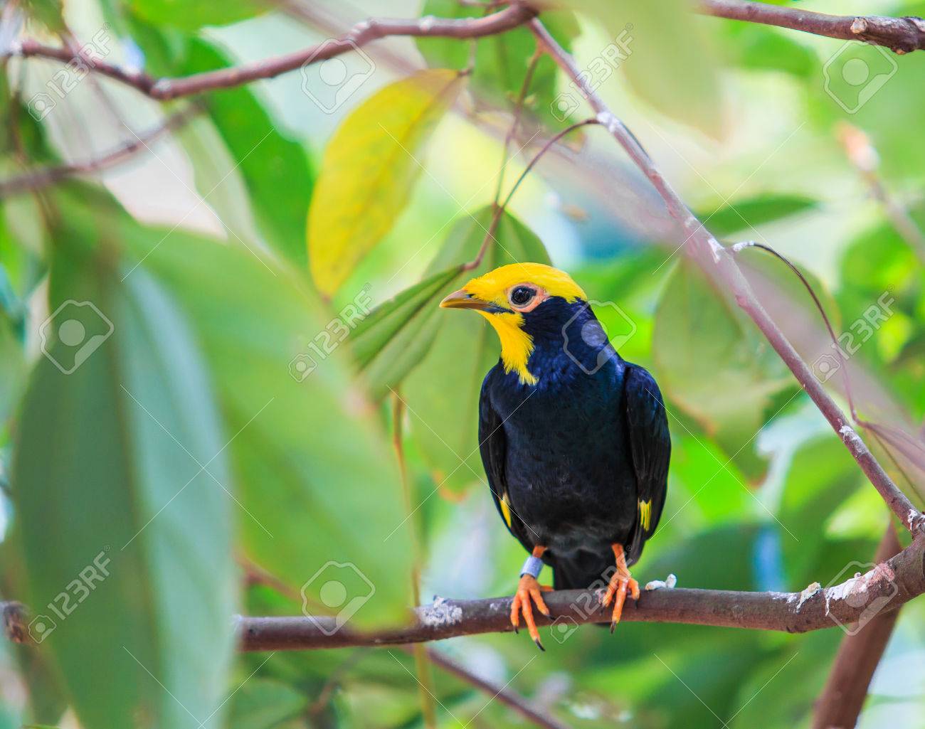 hill mynah bird
