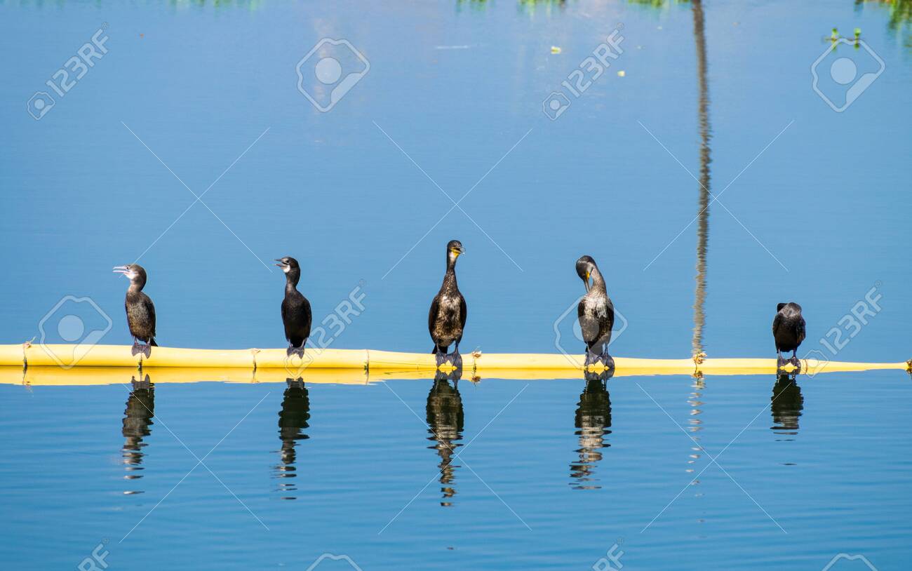 etiam-dictum-ipsum-a-felis