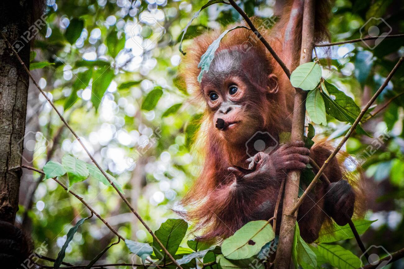 P.orangutan OC 子株付き 葉裏がオレンジになる株