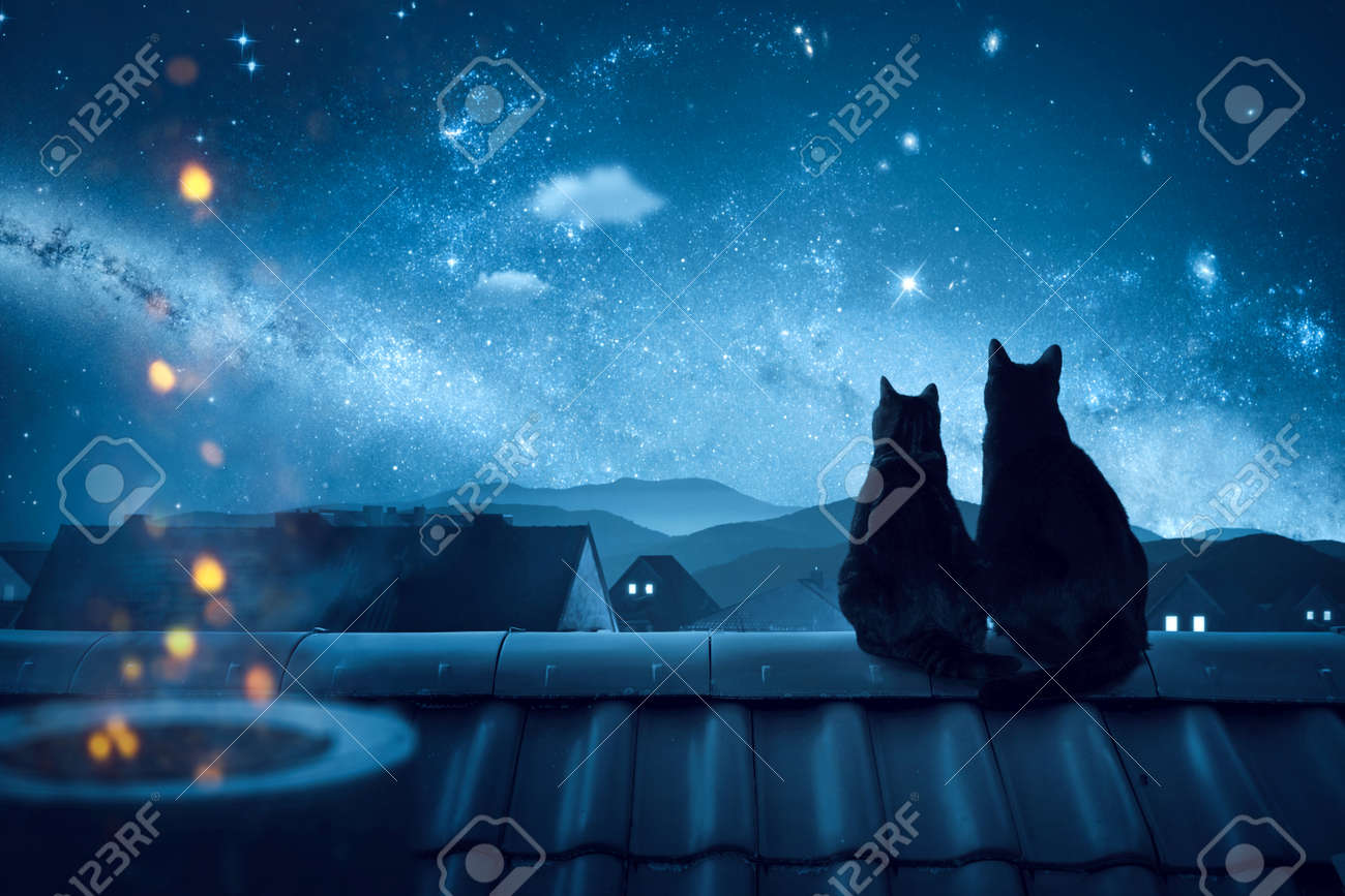 星空を見つめる2匹の猫の写真素材・画像素材 Image 189145021