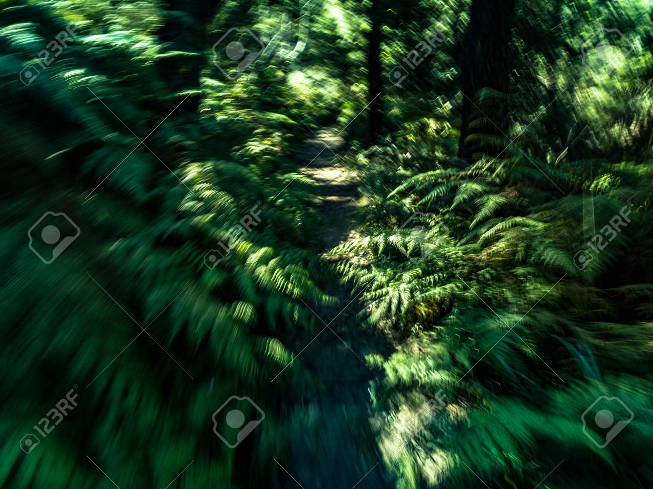 ジャングルの中を歩く の写真素材 画像素材 Image ジャングルの中を歩く の写真素材 画像素材 Image
