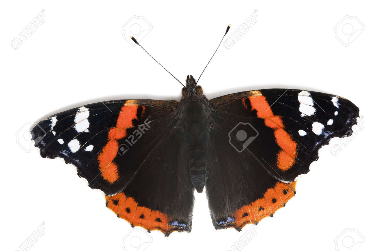 白影で蝶の美しさ オレンジ 黒と紫の色の昆虫 の写真素材 画像素材 Image 白影で蝶の美しさ オレンジ 黒と紫の色の昆虫 の写真素材 画像素材 Image