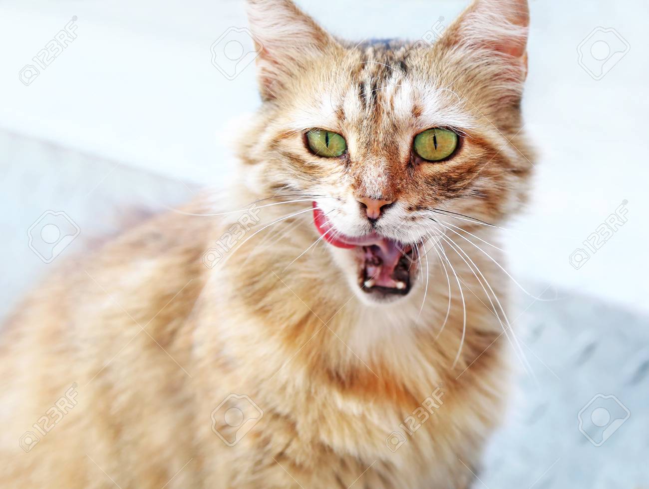 Blonde Cat Nude Photos 46 Blonde Cat Nude Photos 86