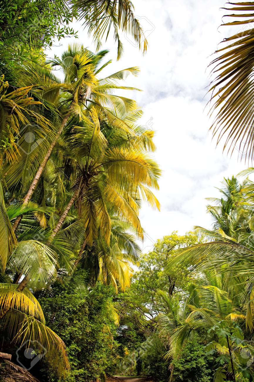 Las Palmas Y Los árboles Con Hojas Verdes En La Selva Tropical En El Cielo  Nublado De Fondo. Concepto De Naturaleza Y Medio Ambiente Fotos, Retratos,  Imágenes Y Fotografía De Archivo Libres