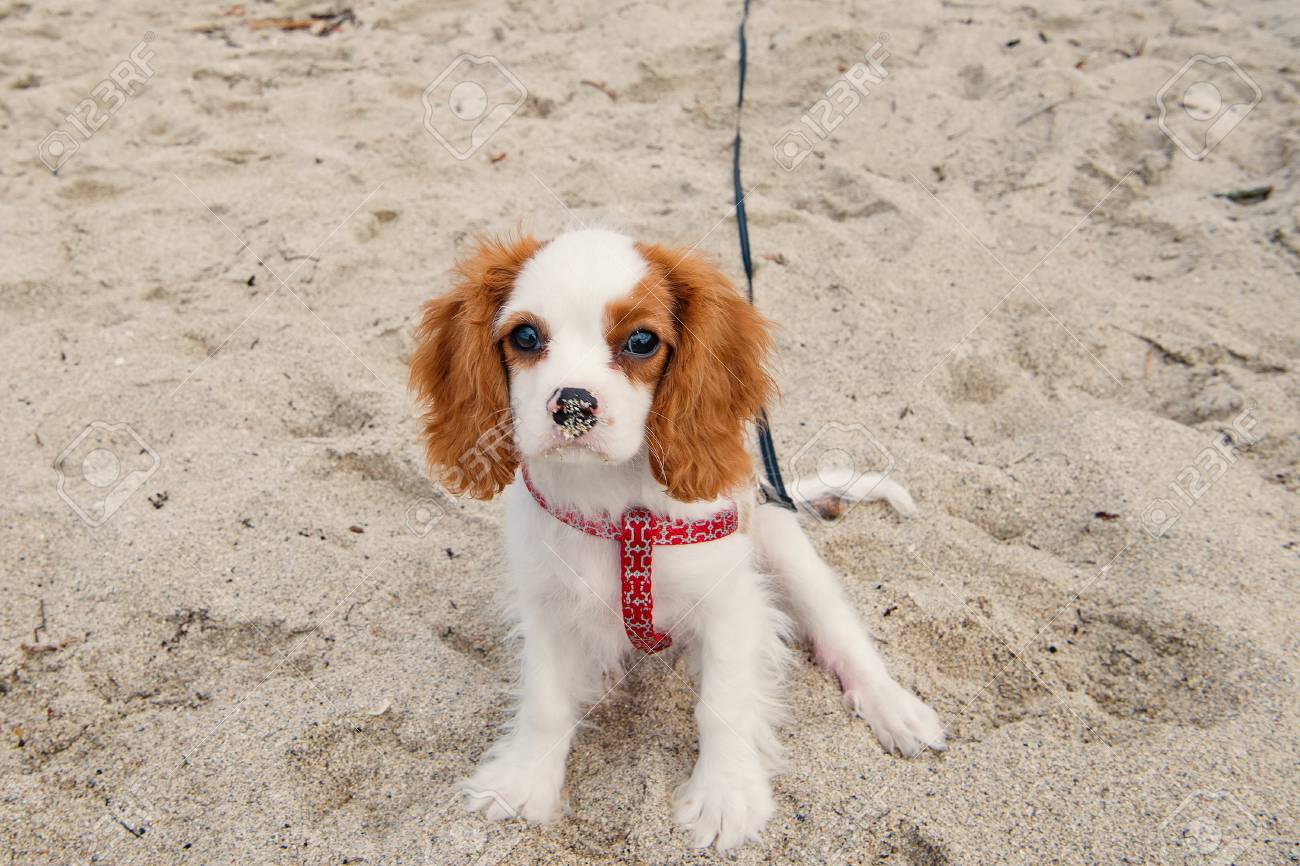 free cavalier king charles spaniel puppies