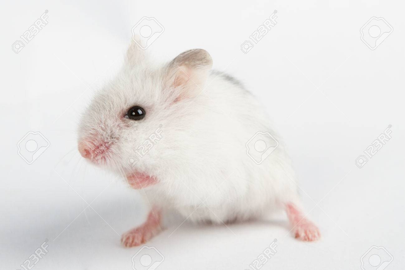 Djungarian Hamster Phodopus Sungorus Baby Isolated On White Stock Photo Picture And Royalty Free Image Image