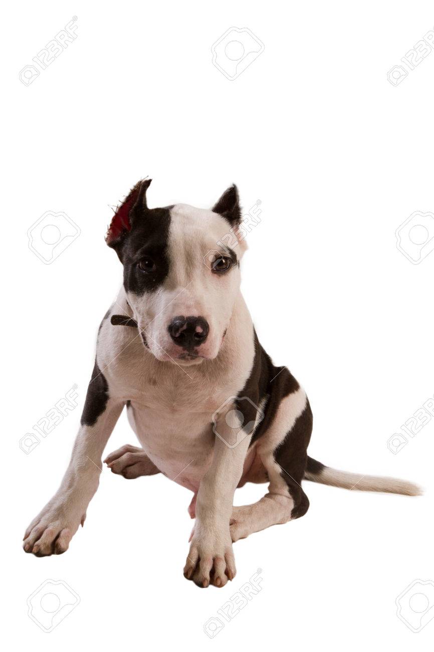 american staffordshire bull terrier