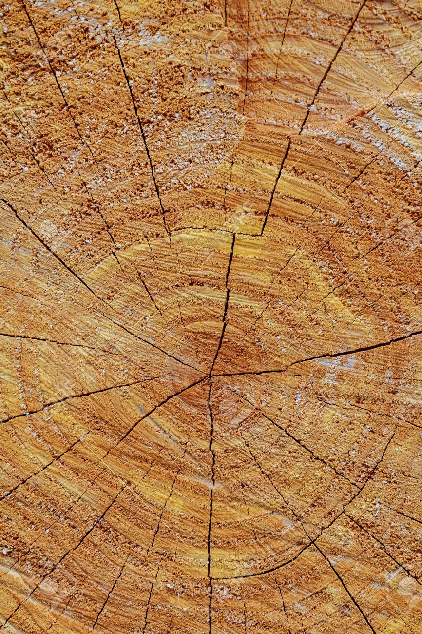 樫の木の切り株