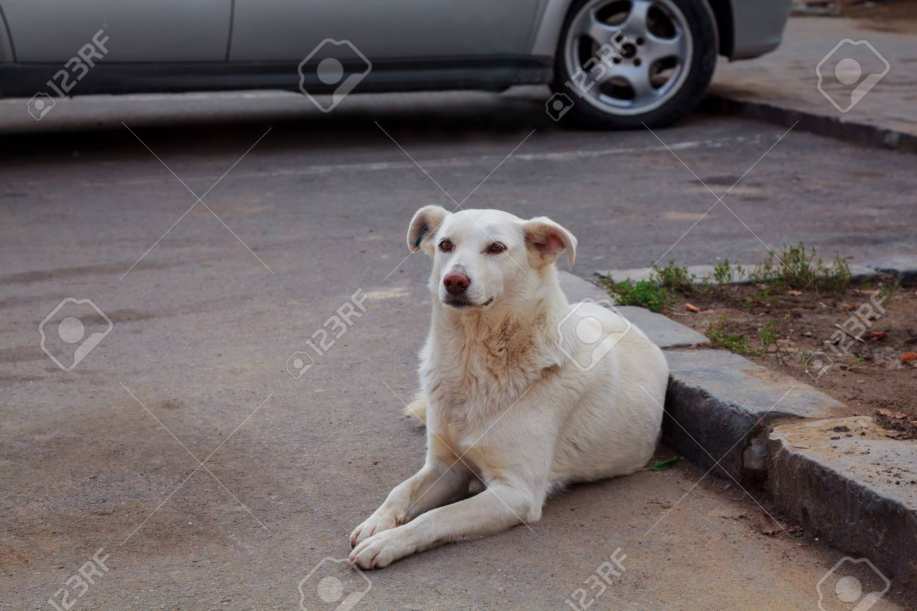 dog on street