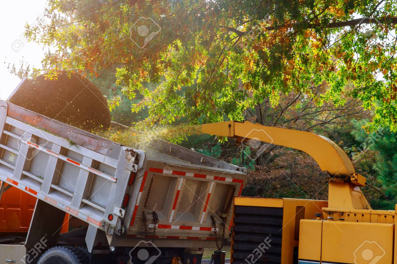 Wood chipper blowing tree branches cut a portable machine used for reducing wood into the back of a truck. - 132605912 Wood chipper blowing tree branches cut a portable machine used for reducing wood into the back of a truck. - 132605912