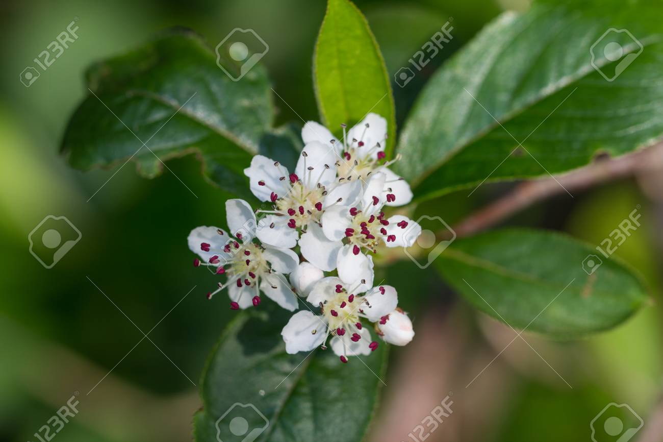 白いサンザシやサンザシの花春の中のマクロ の写真素材 画像素材 Image