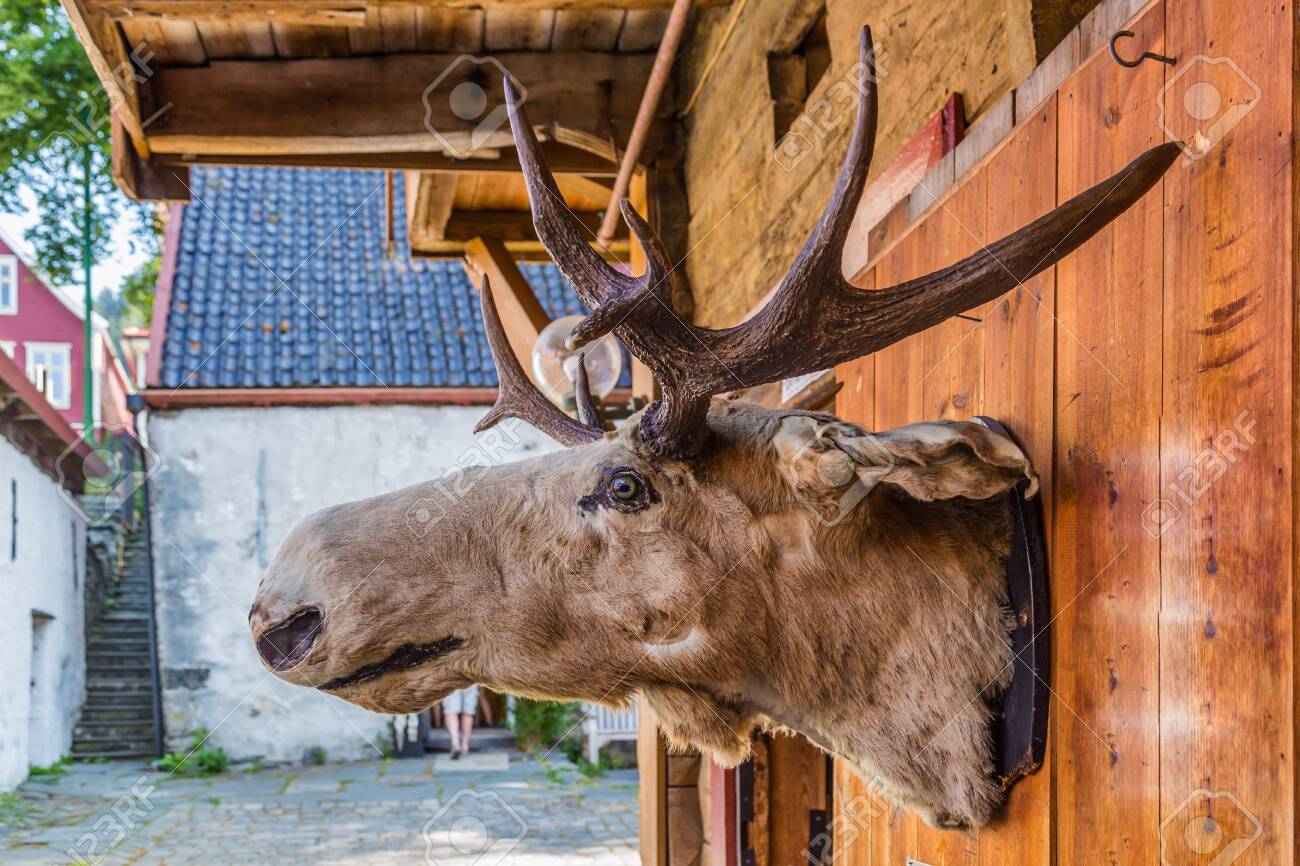 stuffed moose head