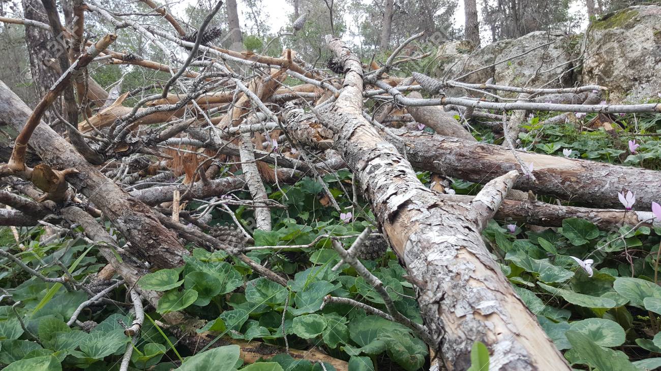 etiam-dictum-ipsum-a-felis