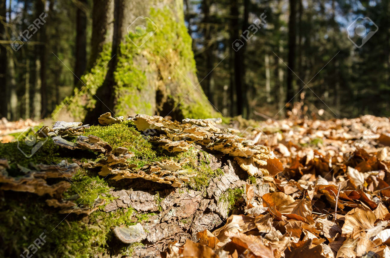FOREST IN THE MORNING SUN - Hubs on a fallen tree trunk among dry leaves - 168477647 FOREST IN THE MORNING SUN - Hubs on a fallen tree trunk among dry leaves - 168477647