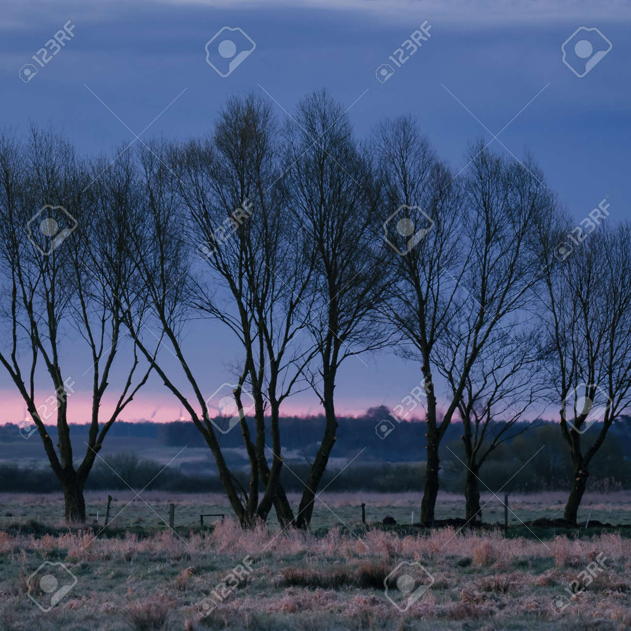 TREES - A picturesque morning over the meadows - 168477657 TREES - A picturesque morning over the meadows - 168477657