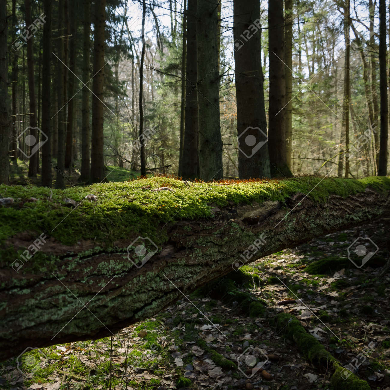 FOREST IN THE MORNING SUN - Blooming moss on a fallen tree - 168477659 FOREST IN THE MORNING SUN - Blooming moss on a fallen tree - 168477659