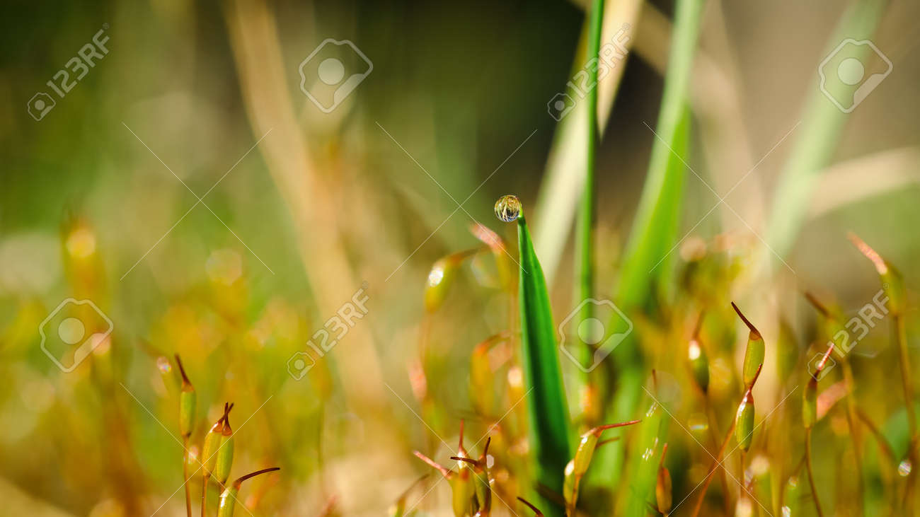 BLOOMING MOSS AND DEW DROP ON GRASS -Spring in a forest clearing in the sunshine - 168477658 BLOOMING MOSS AND DEW DROP ON GRASS -Spring in a forest clearing in the sunshine - 168477658