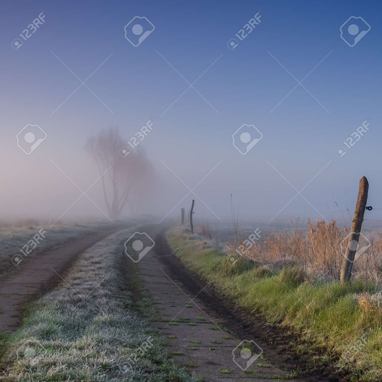 MISTY GRASSLAND - A cool spring morning on the farm - 168433606 MISTY GRASSLAND - A cool spring morning on the farm - 168433606