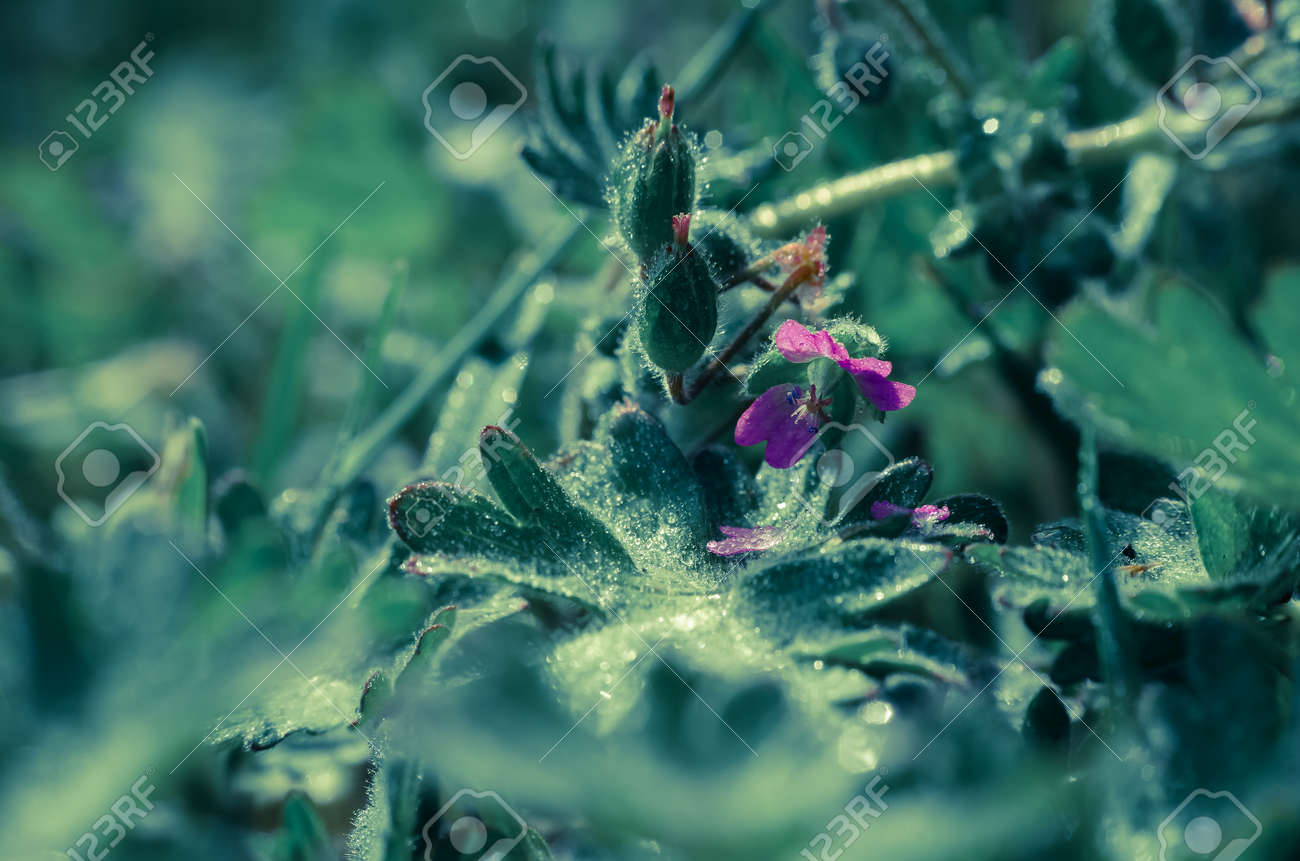 FIELD FLOWERS - Colorful spring in the meadow - 169541115 FIELD FLOWERS - Colorful spring in the meadow - 169541115