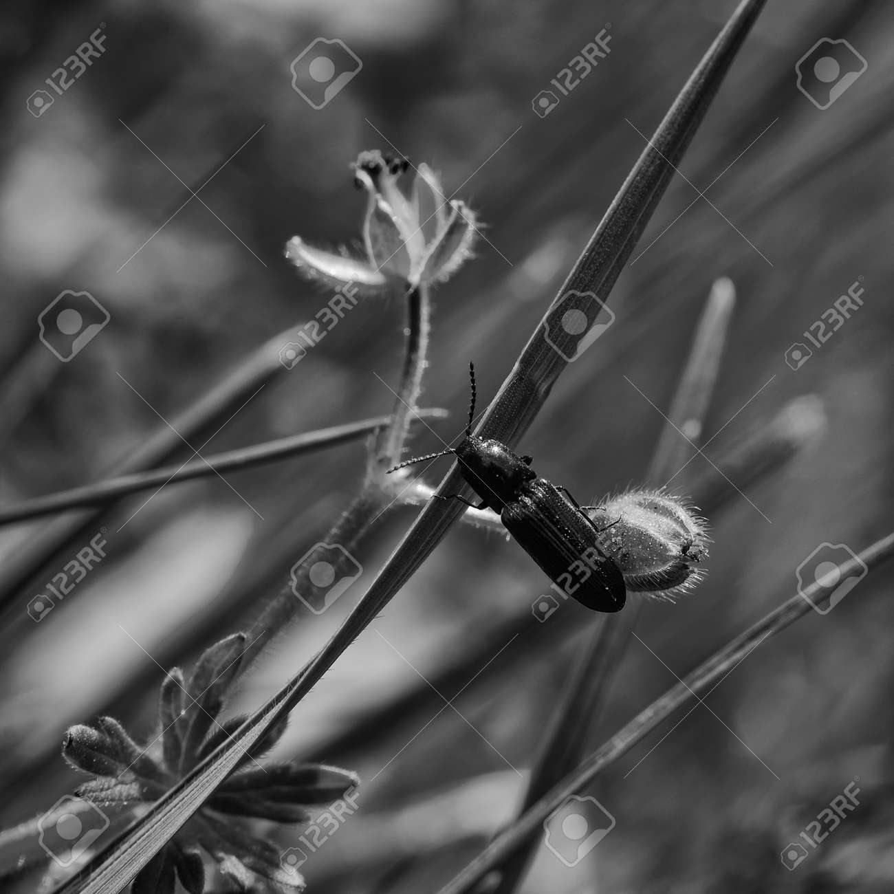 INSECT ON THE GRASS - Landscape in the spring meadow - 169541173 INSECT ON THE GRASS - Landscape in the spring meadow - 169541173