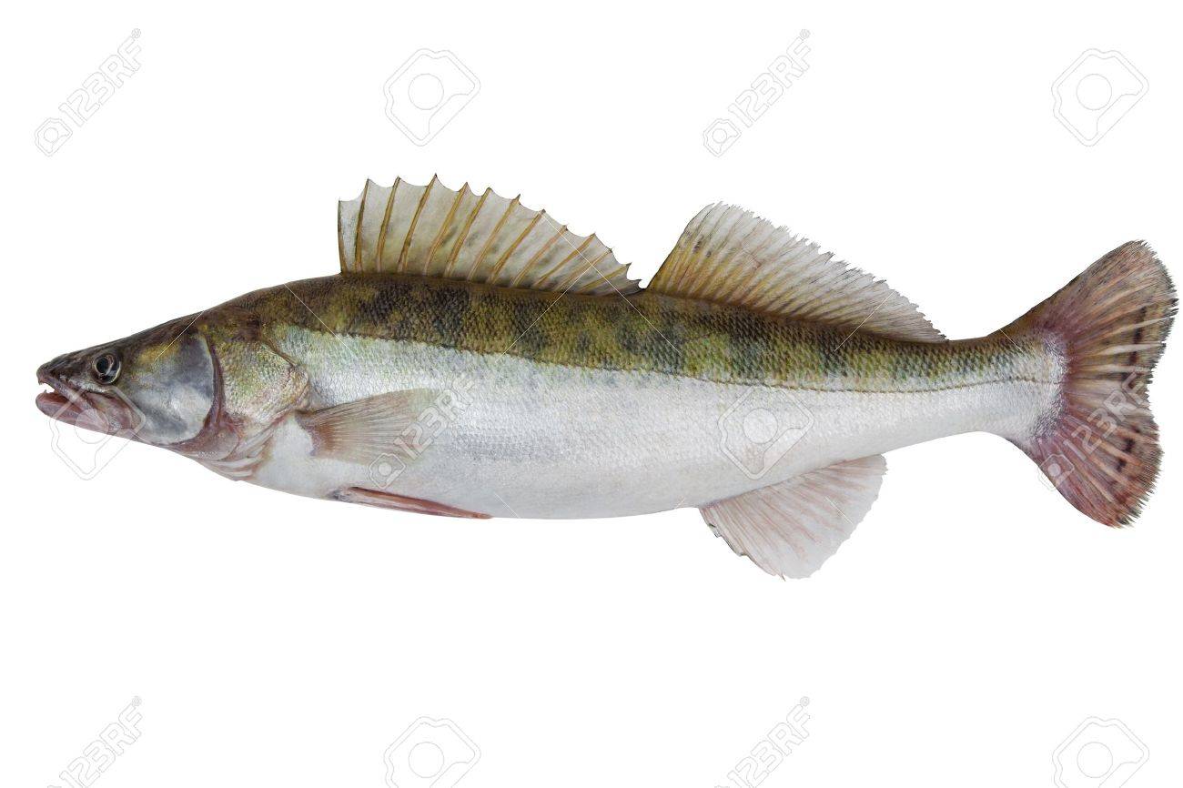 pike perch