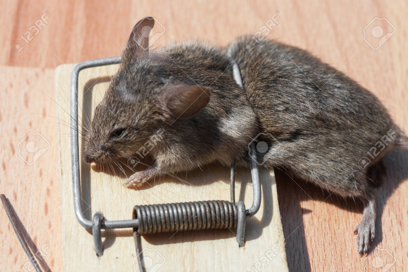 ネズミ捕りのクローズ アップで死んだフィールド マウス の写真素材 画像素材 Image
