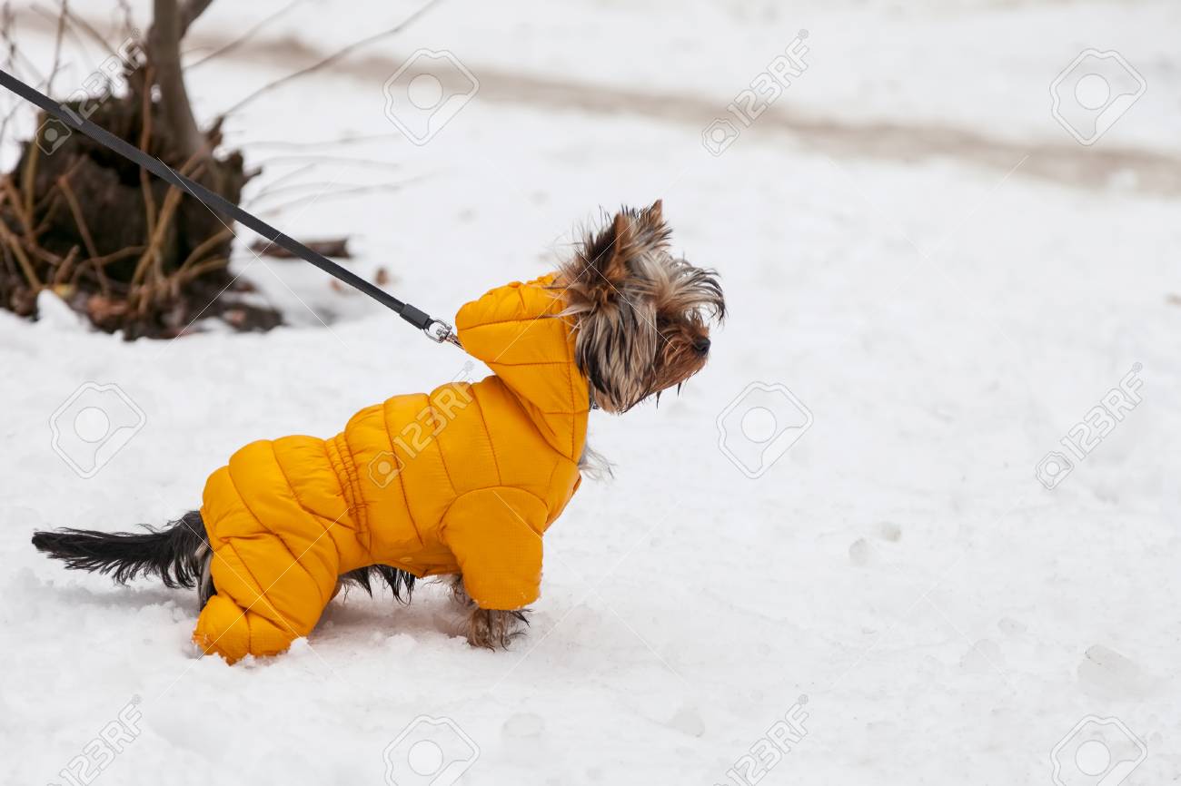 yellow dog jacket
