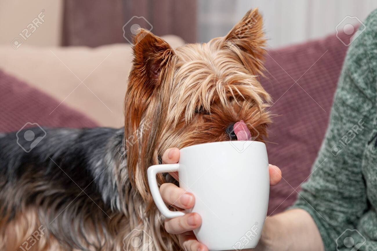 cup yorkshire terrier