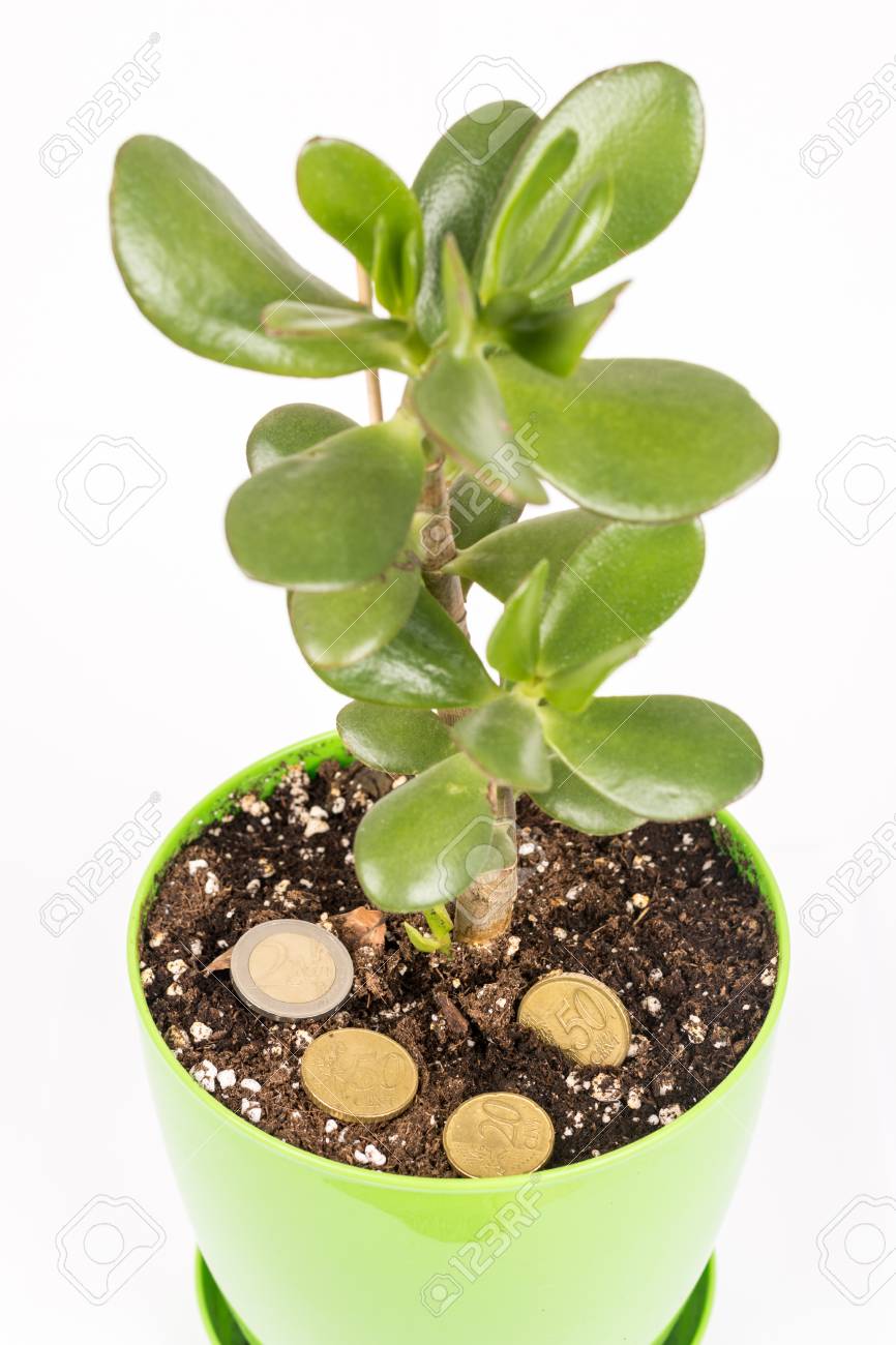 Feng Shui Money Tree Or Crasula Ovata With Euro Metal Coins In - feng shui money tree or crasula ovata with euro metal coins in the soil stock