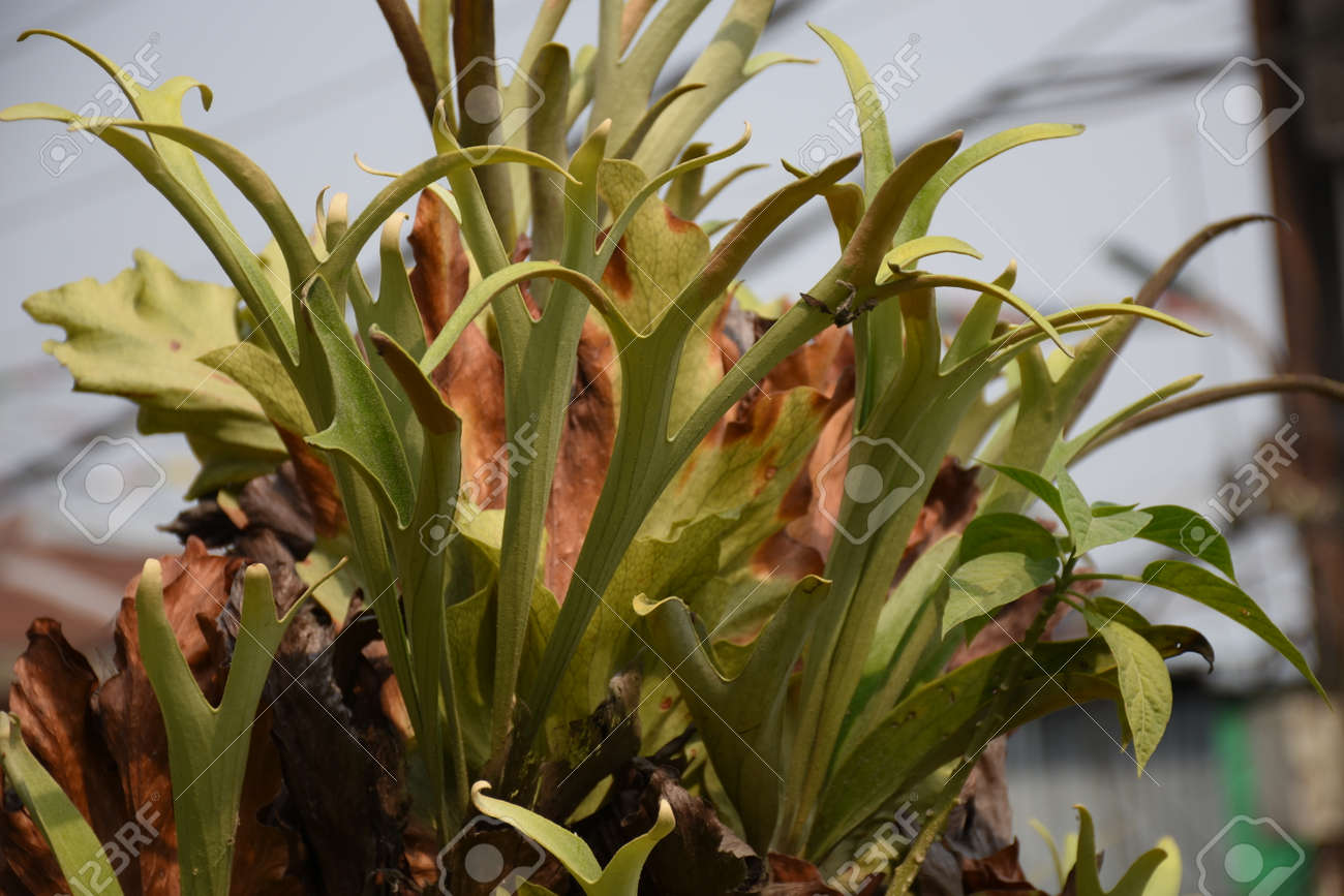 정의된 패턴과 정맥이 있는 사슴뿔 고사리 플라티세리움 비푸르카툼 식물 로열티 무료 사진, 그림, 이미지 그리고 스톡포토그래피.  Image 166732219