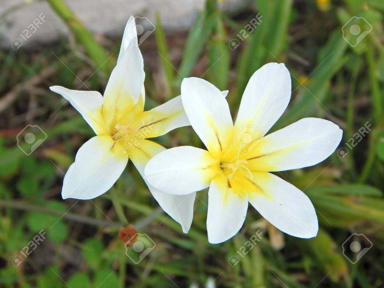 六枚の白い花弁と真ん中の黄色い花 の写真素材 画像素材 Image