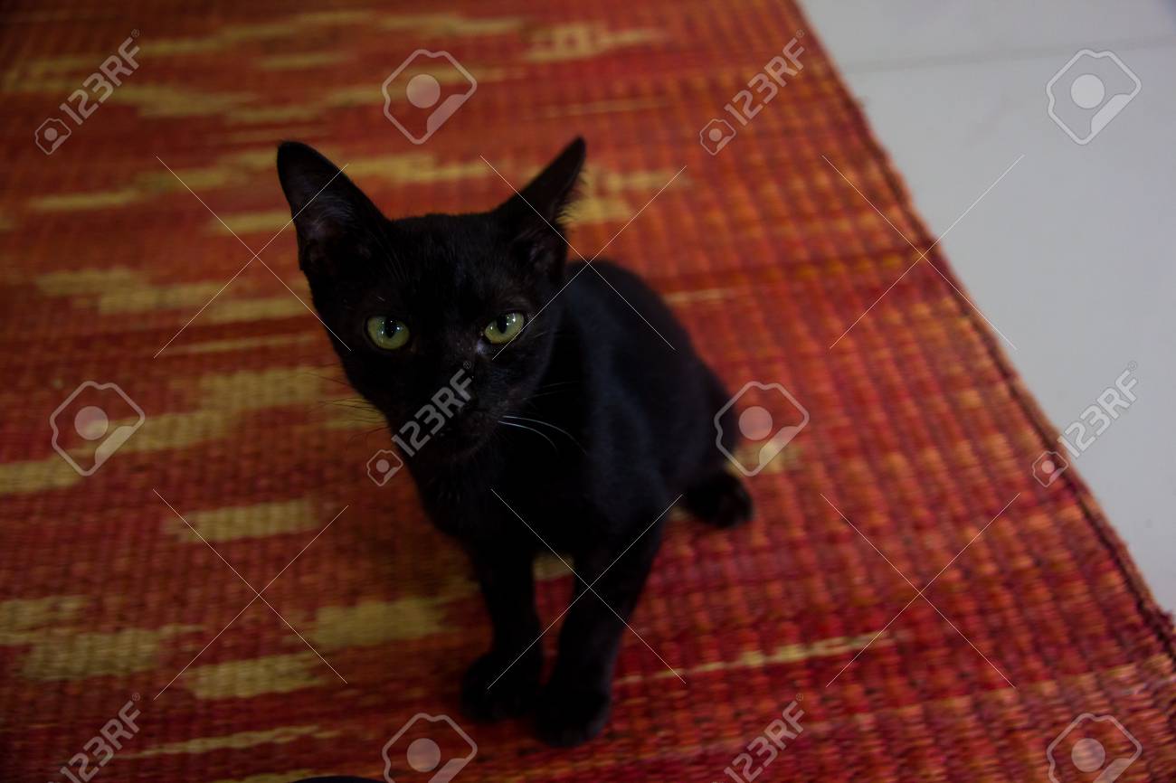 black cat mat