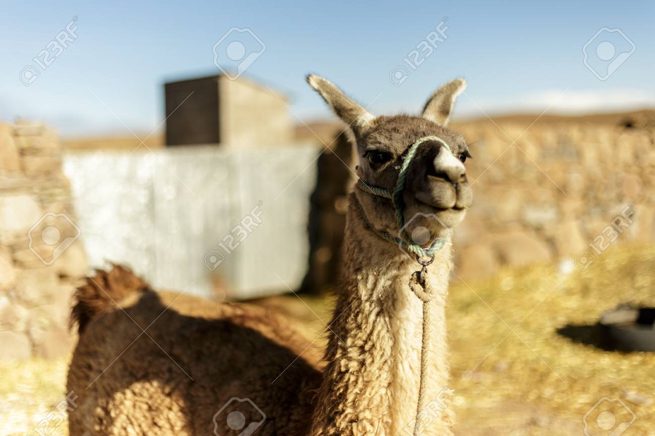 etiam-dictum-ipsum-a-felis