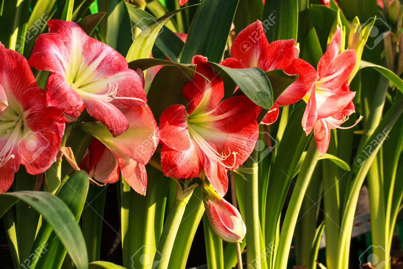 アマリリス摂取を埋める花 の写真素材 画像素材 Image