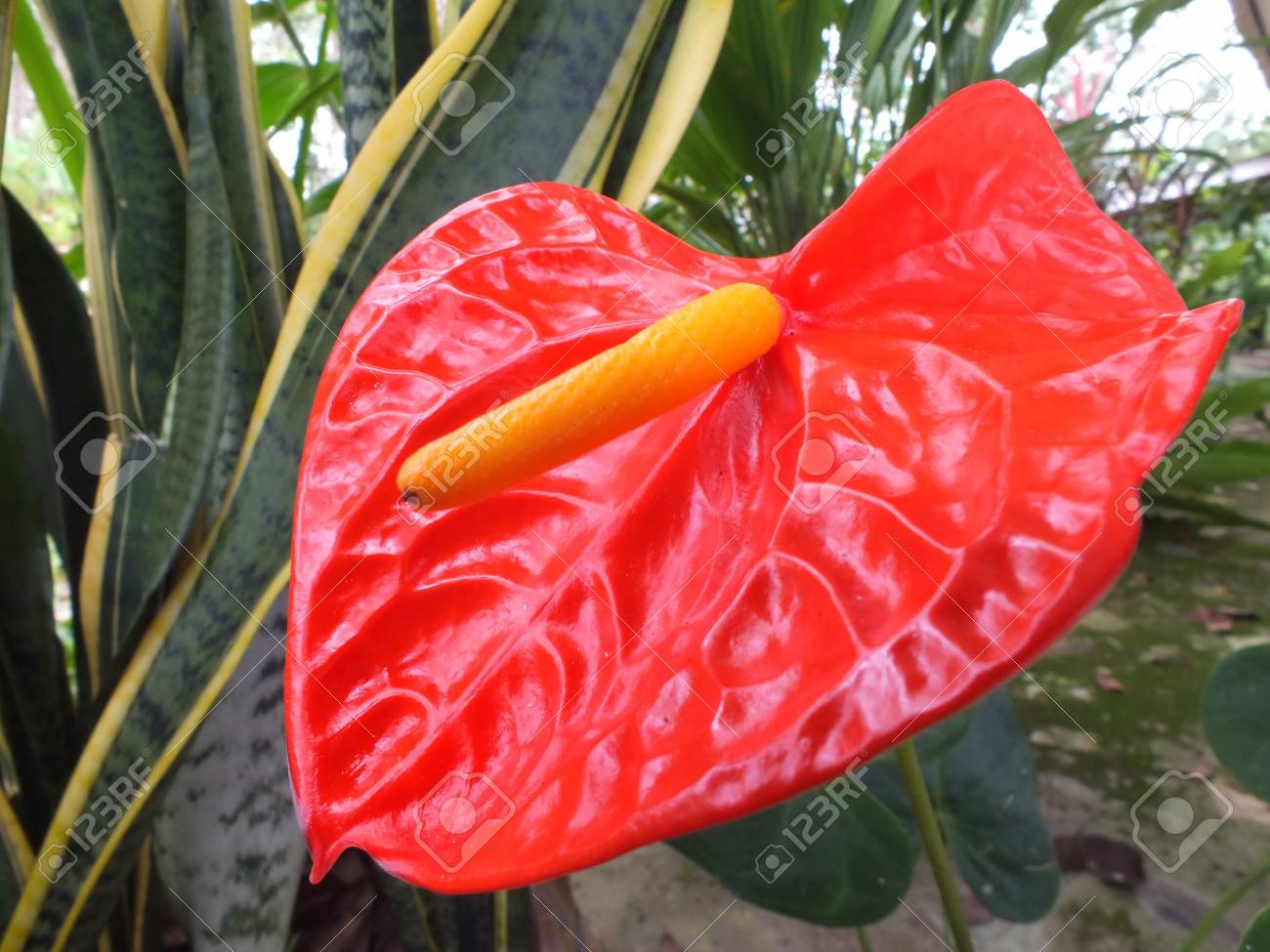 フラミンゴの花 の写真素材 画像素材 Image