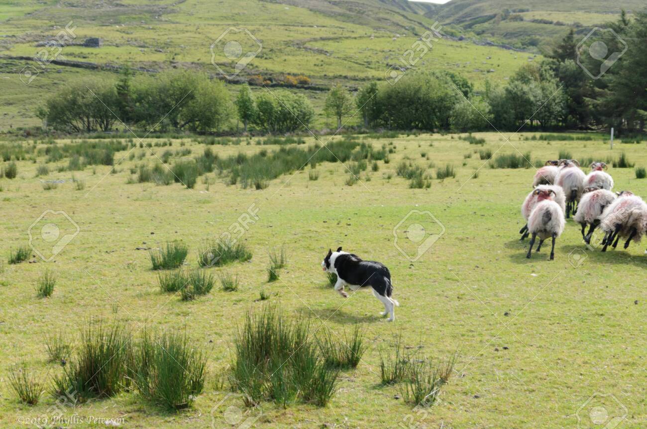 black and white sheep herding dog