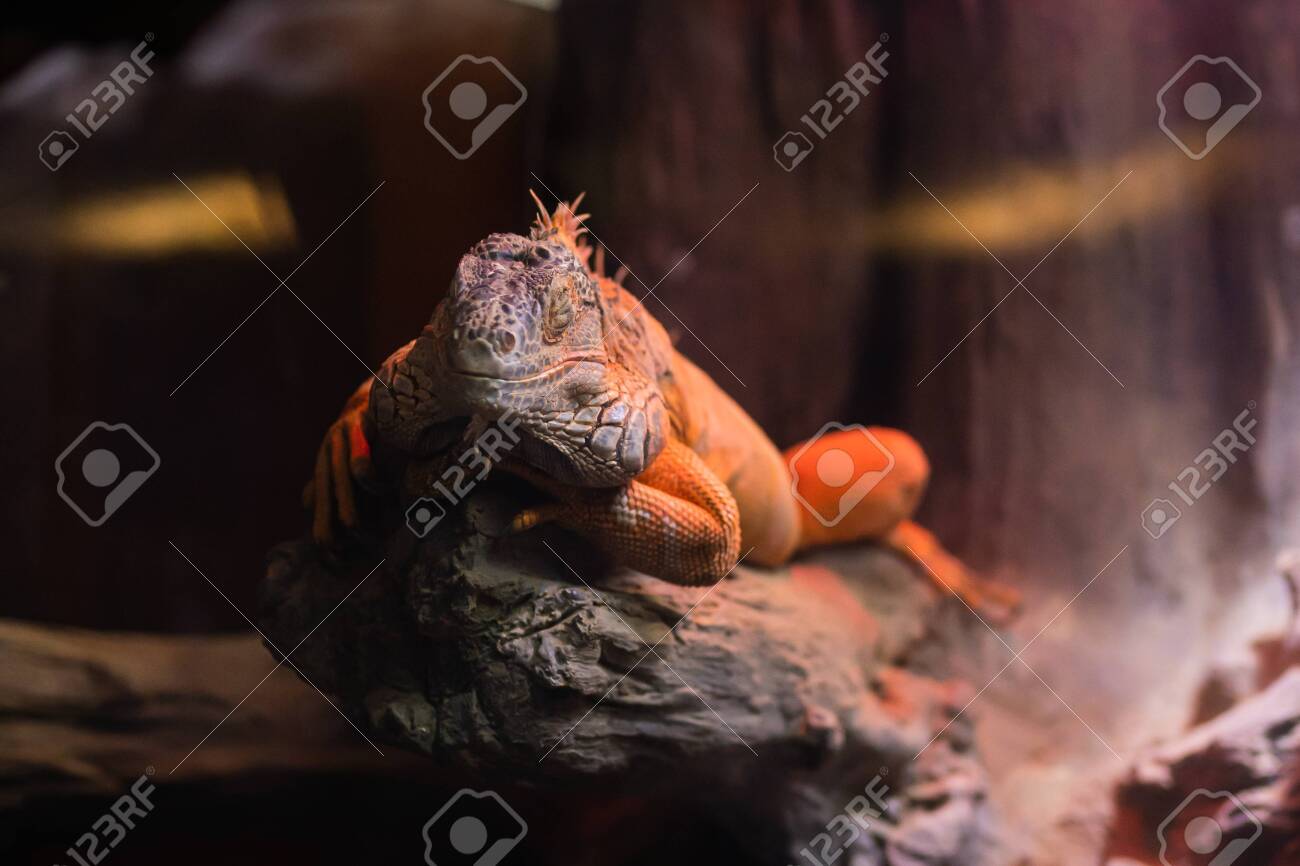 etiam-dictum-ipsum-a-felis