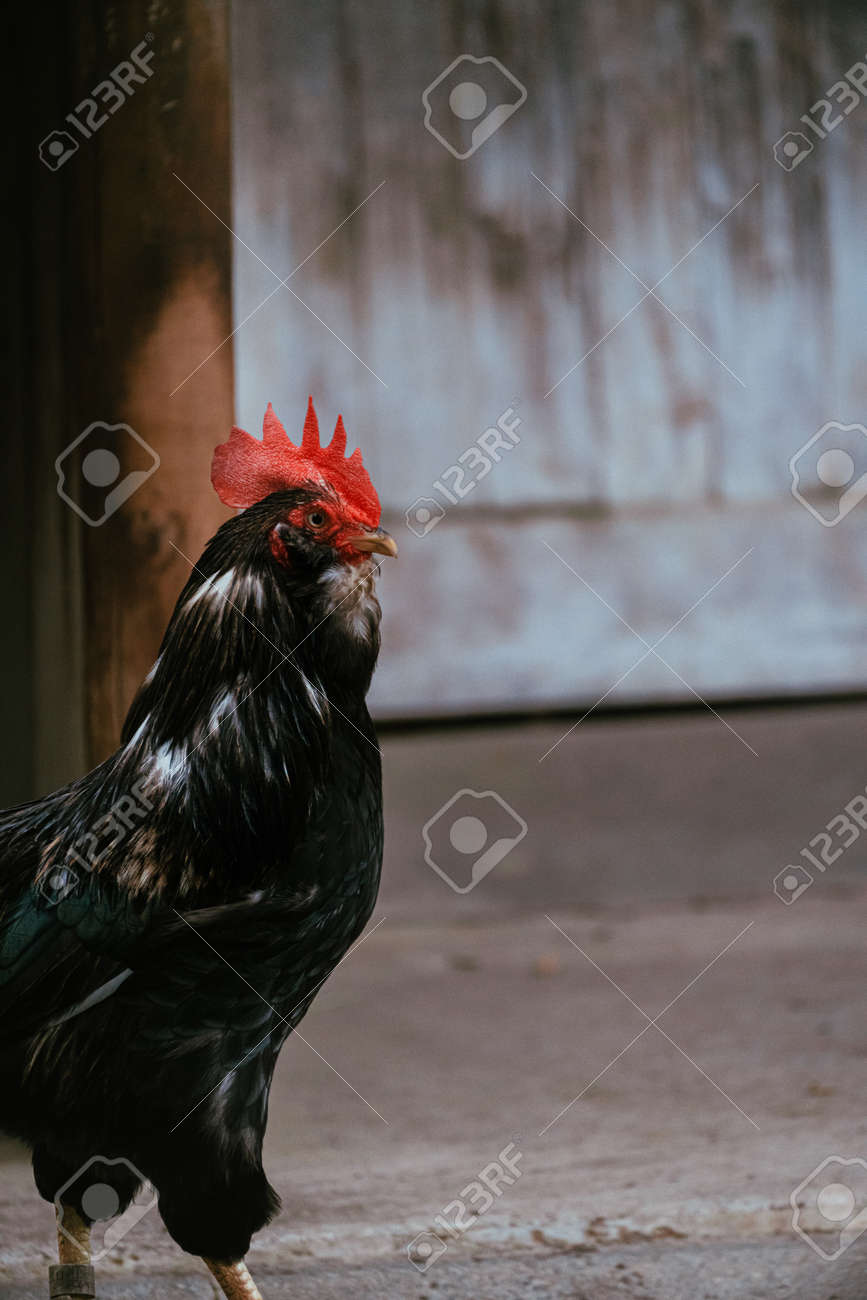 etiam-dictum-ipsum-a-felis