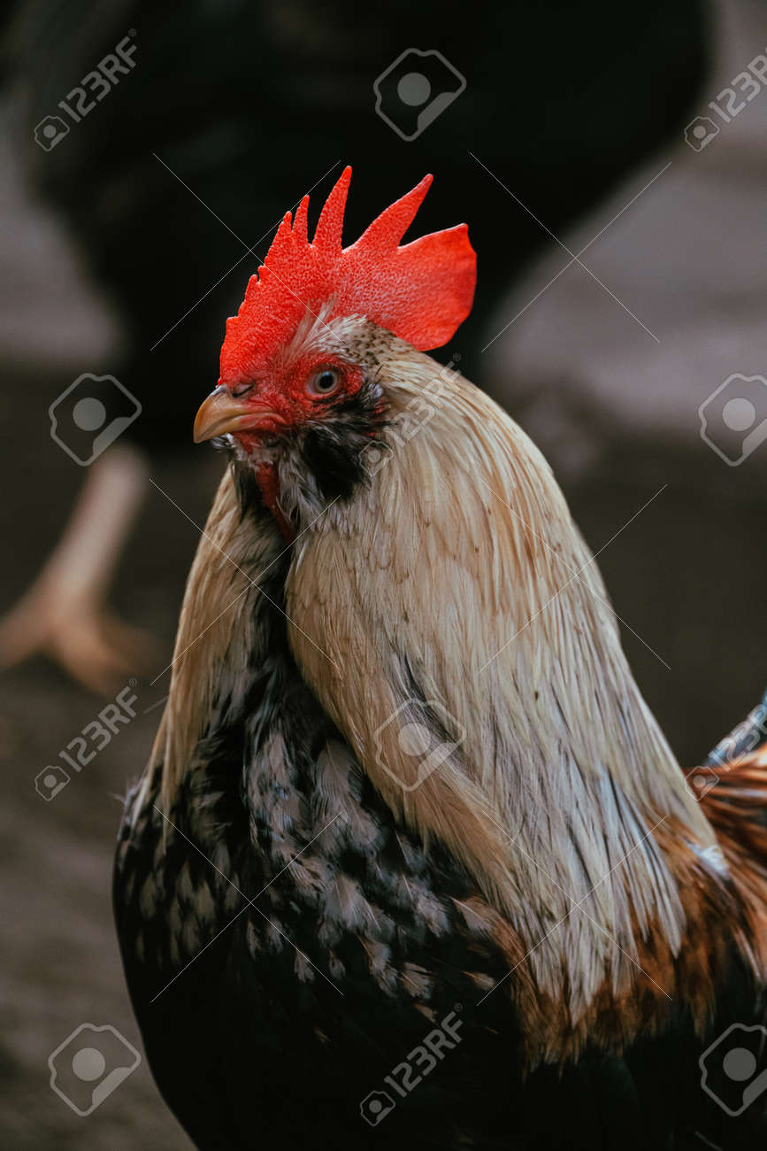 etiam-dictum-ipsum-a-felis