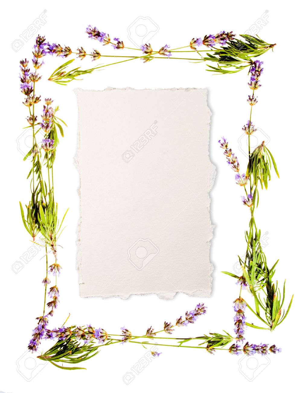 Lavender frame isolated on white Sheet of aged watercolour paper in the centre for your message If you don - 14041163 Lavender frame isolated on white Sheet of aged watercolour paper in the centre for your message If you don - 14041163