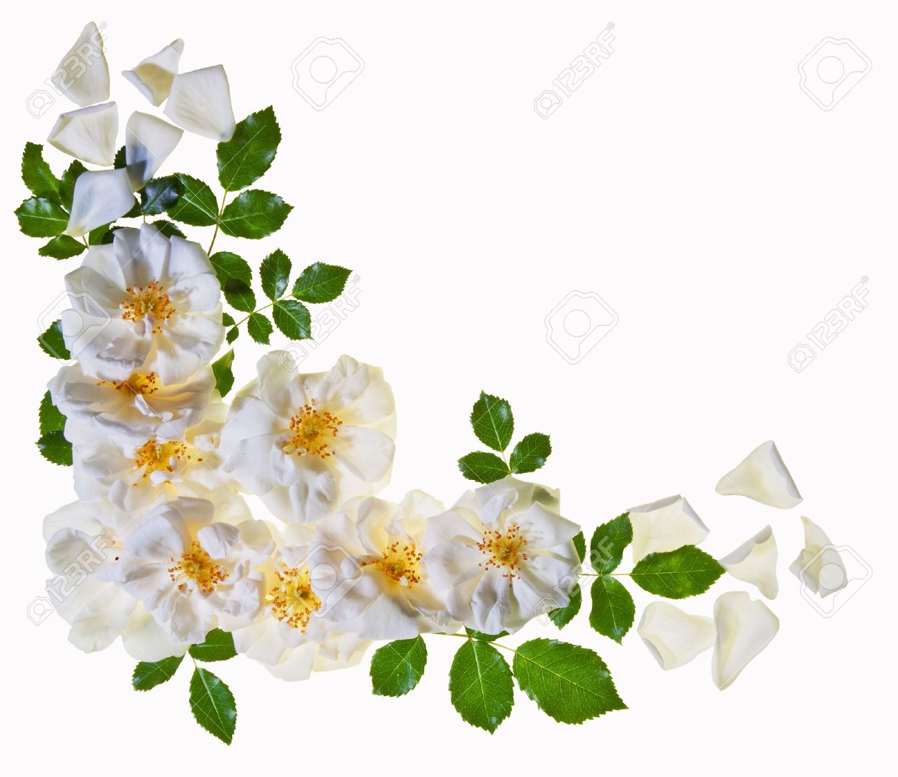 A border of beautful pure white roses isolated against white background - 14041158 A border of beautful pure white roses isolated against white background - 14041158