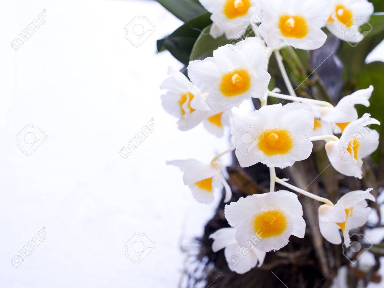 Un Bouquet De Fleurs Avec De Longues Tiges Et Des Bouquets De Fleurs Pétales Bec Jaune Avec Des Cheveux Doux Finement Dentelées Bords Des Pétales